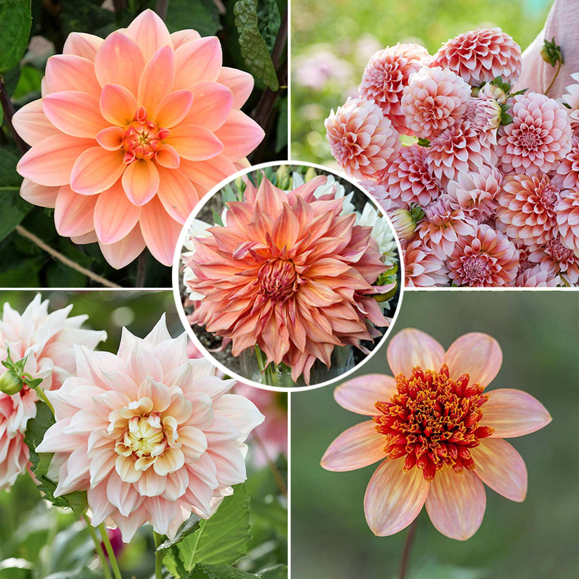 Dahliamix 'Terracotta'